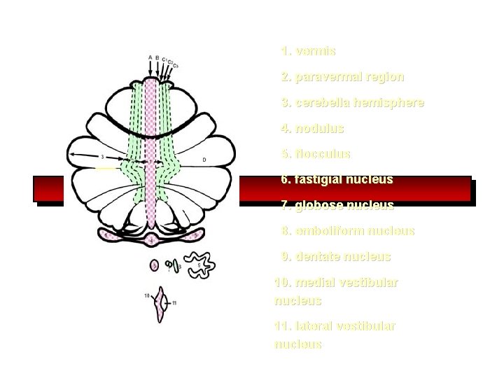 1. vermis 2. paravermal region 3. cerebella hemisphere 4. nodulus 5. flocculus 6. fastigial