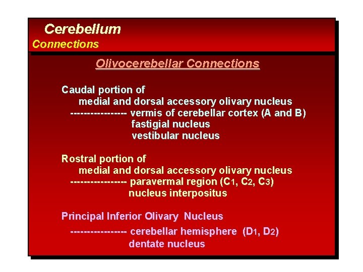 Cerebellum Connections Olivocerebellar Connections Caudal portion of medial and dorsal accessory olivary nucleus ---------