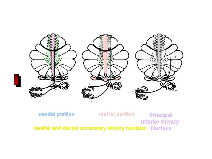 caudal portion rostral portion Principal Inferior Olivary medial and dorsal accessory olivary nucleus Nucleus