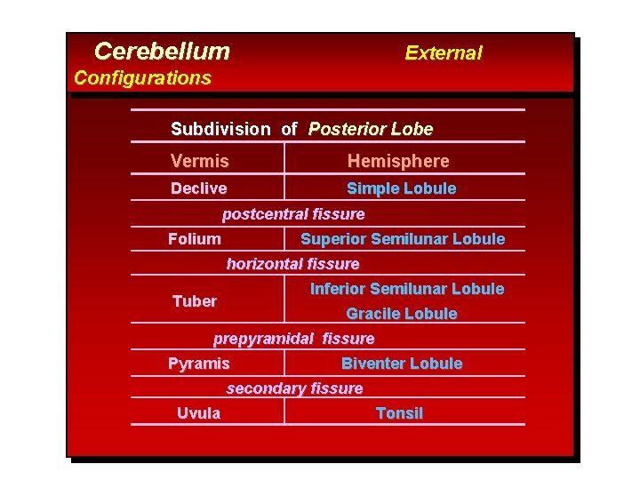 Cerebellum External Configurations Subdivision of Posterior Lobe Vermis Hemisphere Declive Simple Lobule postcentral fissure