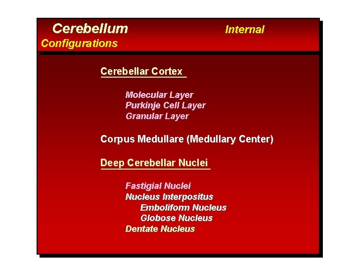 Cerebellum Internal Configurations Cerebellar Cortex Molecular Layer Purkinje Cell Layer Granular Layer Corpus Medullare