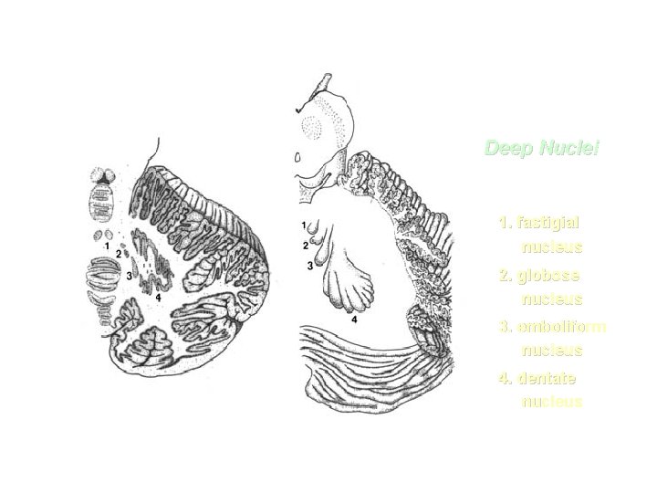 Deep Nuclei 1. fastigial nucleus 2. globose nucleus 3. emboliform nucleus 4. dentate nucleus