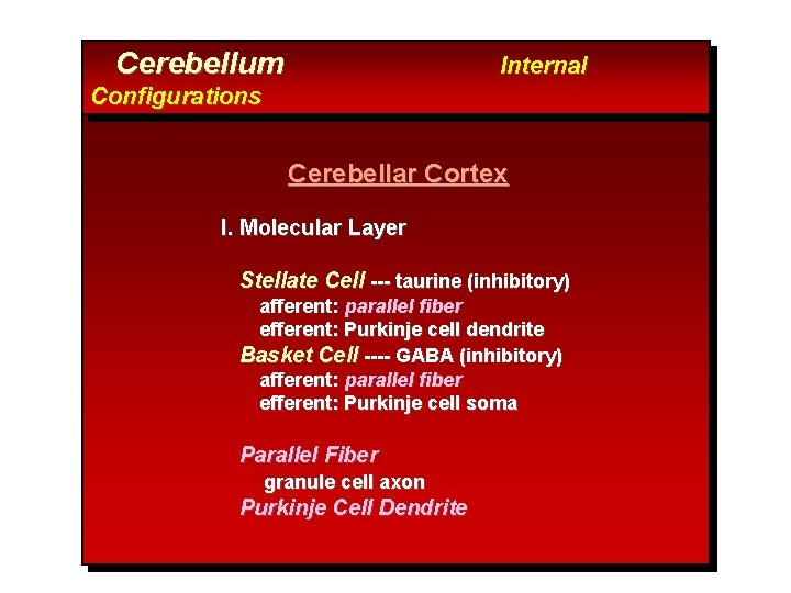 Cerebellum Internal Configurations Cerebellar Cortex I. Molecular Layer Stellate Cell --- taurine (inhibitory) afferent: