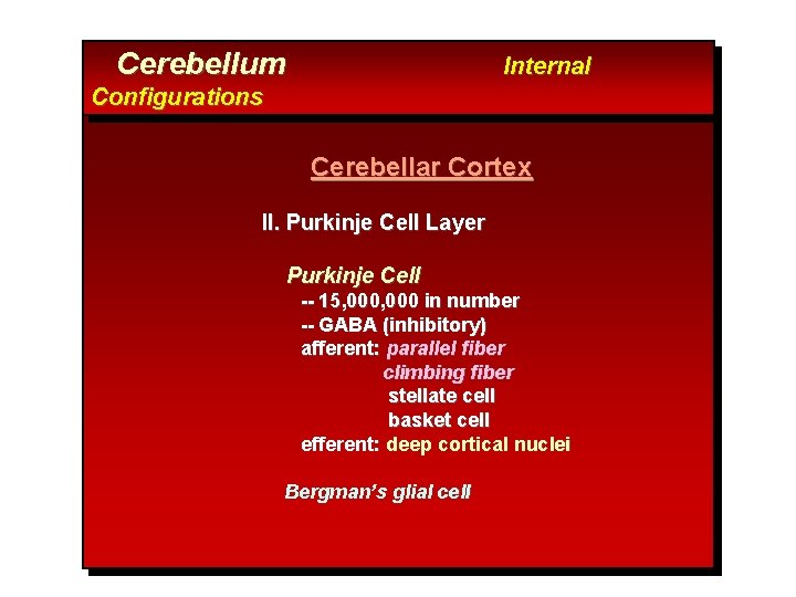 Cerebellum Internal Configurations Cerebellar Cortex II. Purkinje Cell Layer Purkinje Cell -- 15, 000
