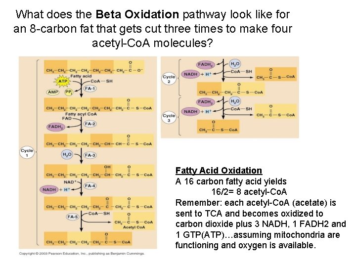 What does the Beta Oxidation pathway look like for an 8 -carbon fat that