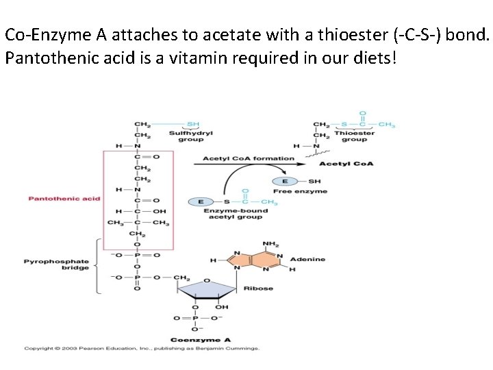 Co-Enzyme A attaches to acetate with a thioester (-C-S-) bond. Pantothenic acid is a