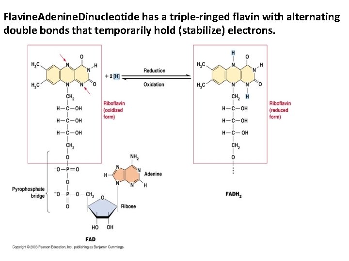 Flavine. Adenine. Dinucleotide has a triple-ringed flavin with alternating double bonds that temporarily hold