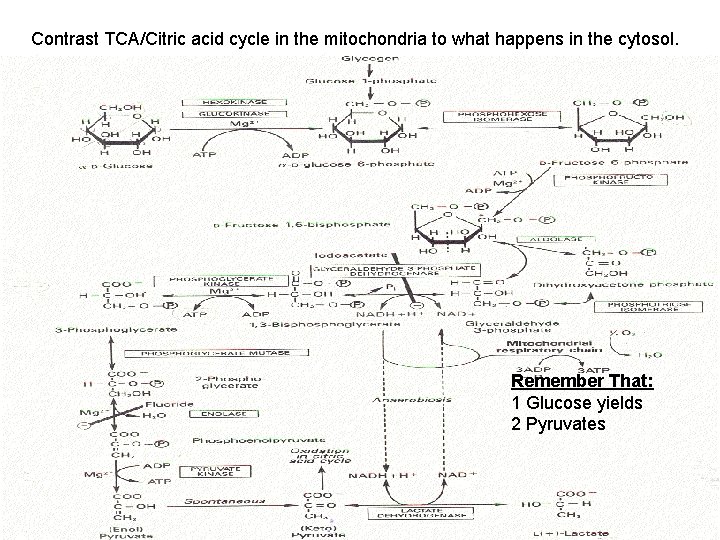 Contrast TCA/Citric acid cycle in the mitochondria to what happens in the cytosol. Remember