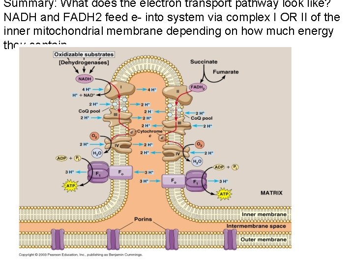 Summary: What does the electron transport pathway look like? NADH and FADH 2 feed