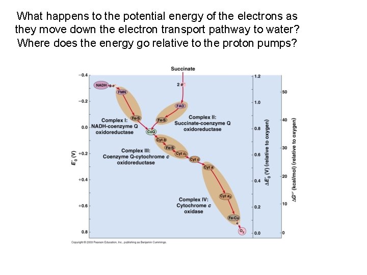 What happens to the potential energy of the electrons as they move down the