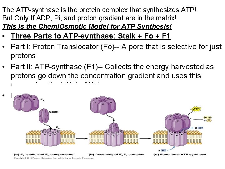 The ATP-synthase is the protein complex that synthesizes ATP! But Only If ADP, Pi,