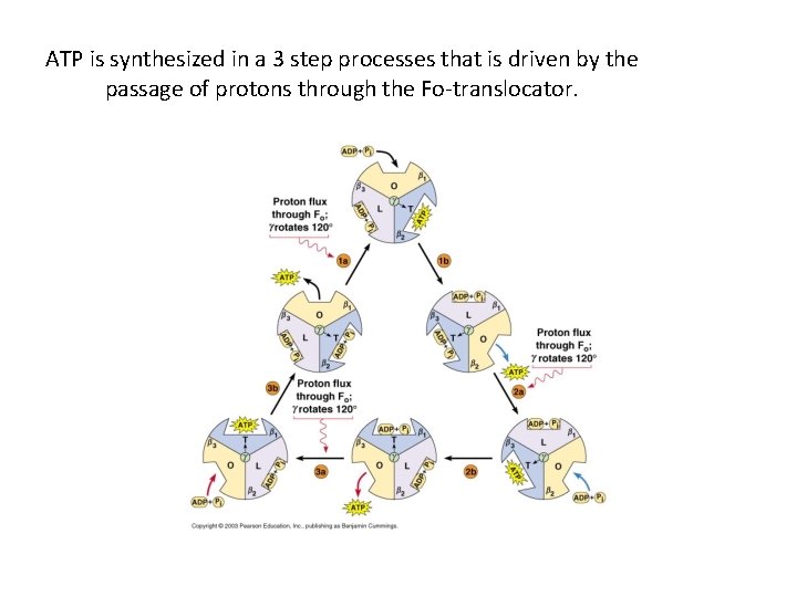 ATP is synthesized in a 3 step processes that is driven by the passage