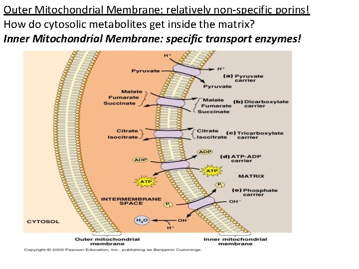 Outer Mitochondrial Membrane: relatively non-specific porins! How do cytosolic metabolites get inside the matrix?