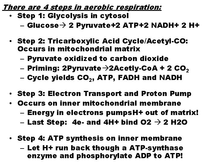 There are 4 steps in aerobic respiration: • Step 1: Glycolysis in cytosol –