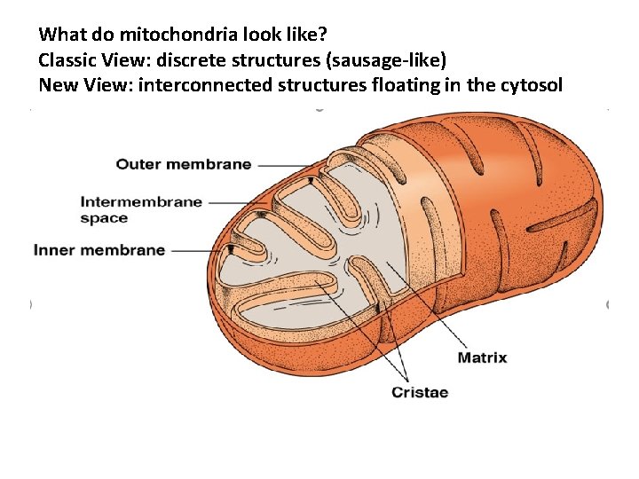 What do mitochondria look like? Classic View: discrete structures (sausage-like) New View: interconnected structures