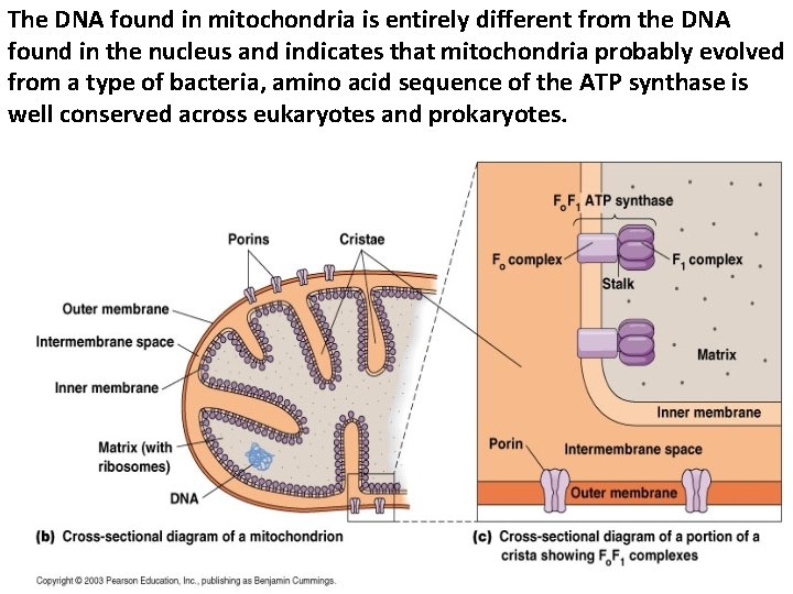 The DNA found in mitochondria is entirely different from the DNA found in the