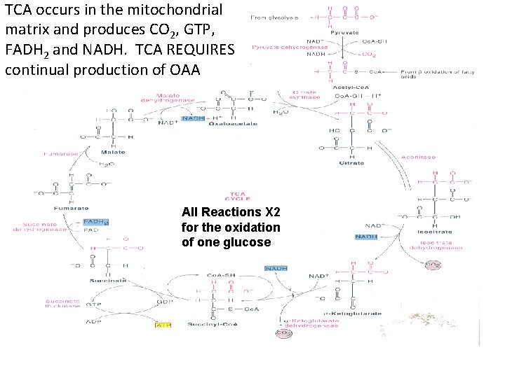 TCA occurs in the mitochondrial matrix and produces CO 2, GTP, FADH 2 and