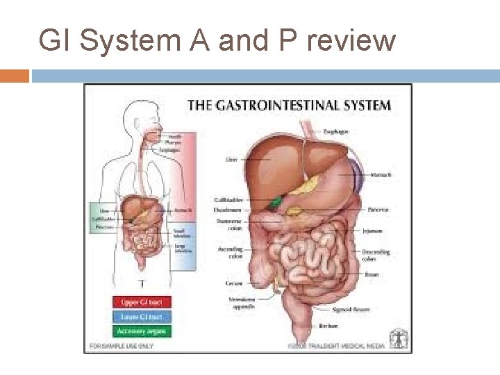 GI System A and P review 