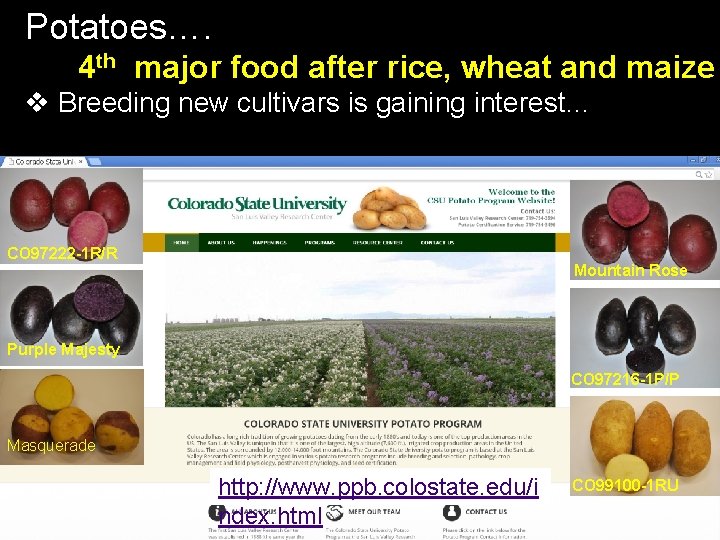 Potatoes…. 4 th major food after rice, wheat and maize v Breeding new cultivars