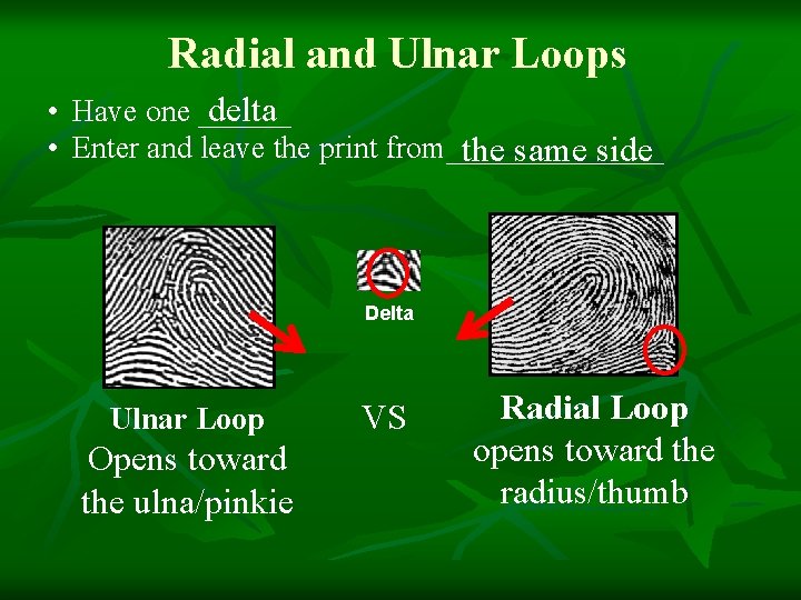 Radial and Ulnar Loops delta • Have one ______ • Enter and leave the