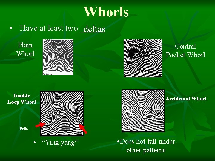 Whorls • Have at least two ______ deltas Plain Whorl Central Pocket Whorl Double