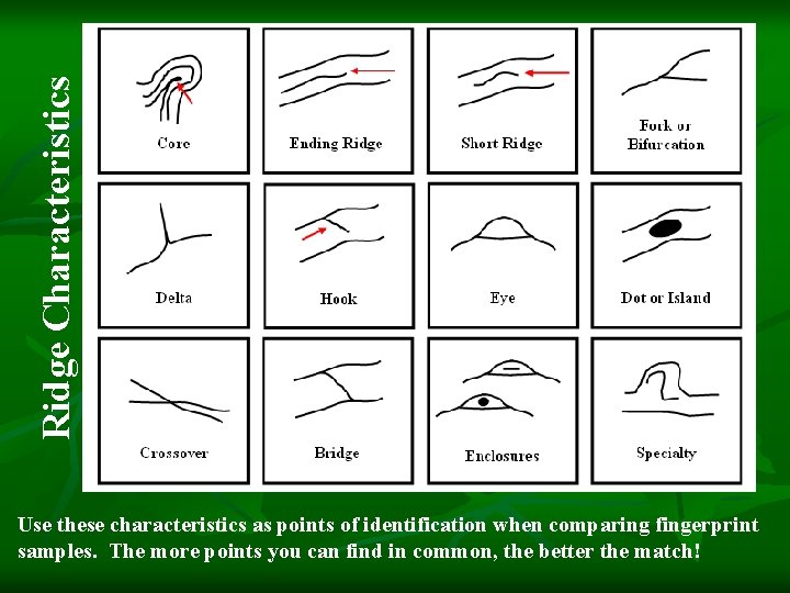 Ridge Characteristics Use these characteristics as points of identification when comparing fingerprint samples. The