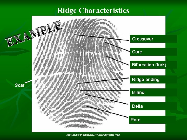 Ridge Characteristics A X E E L MP Crossover Core Bifurcation (fork) Ridge ending