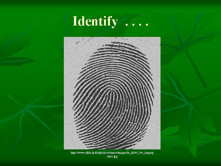 Identify. . http: //www. dkfz. de/tbi/projects/bmcv/images/iu_it 246_04 s_fingerp rint 1. jpg 