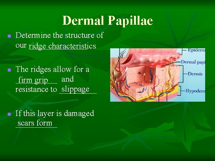 Dermal Papillae n n n Determine the structure of our _______ ridge characteristics The