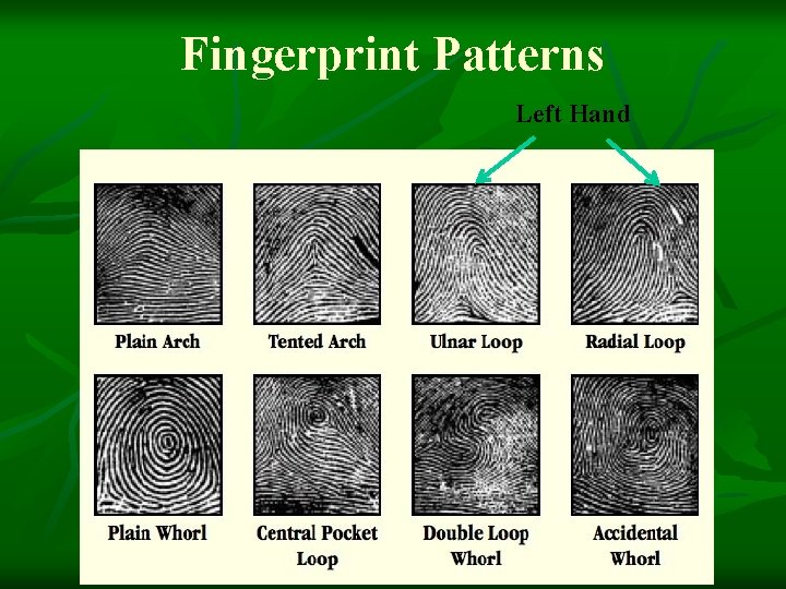 Fingerprint Patterns Left Hand 