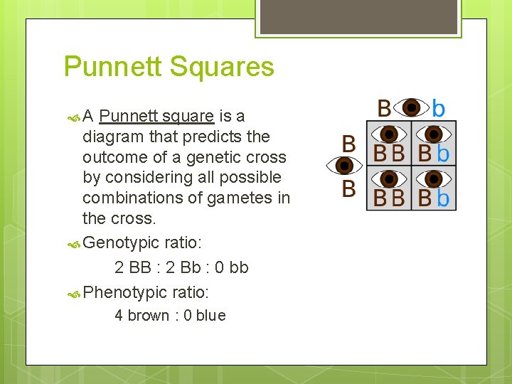 Punnett Squares A Punnett square is a diagram that predicts the outcome of a