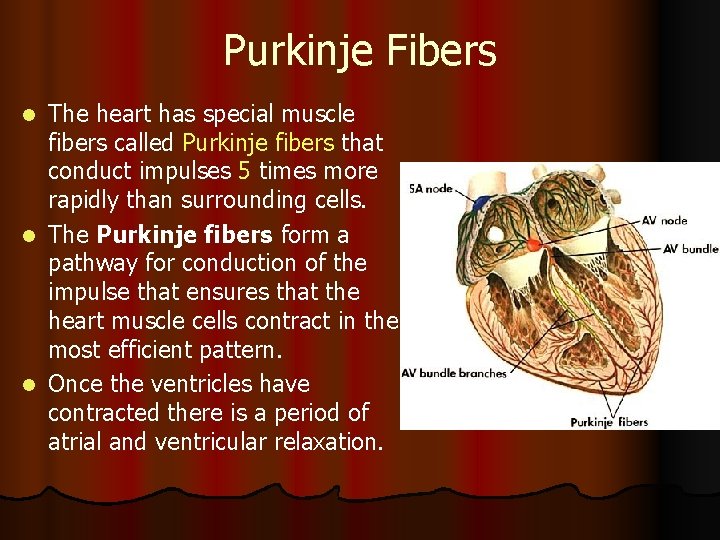 Purkinje Fibers The heart has special muscle fibers called Purkinje fibers that conduct impulses