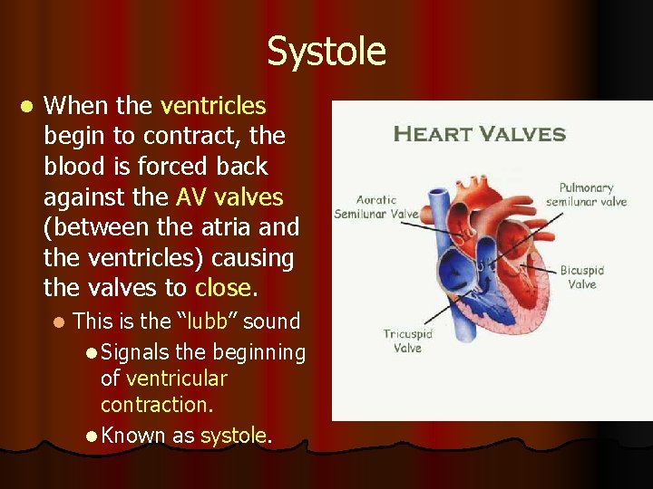 Systole l When the ventricles begin to contract, the blood is forced back against