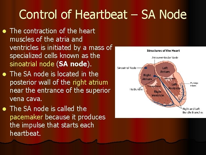 Control of Heartbeat – SA Node The contraction of the heart muscles of the