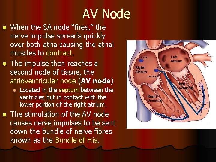 AV Node When the SA node “fires, ” the nerve impulse spreads quickly over