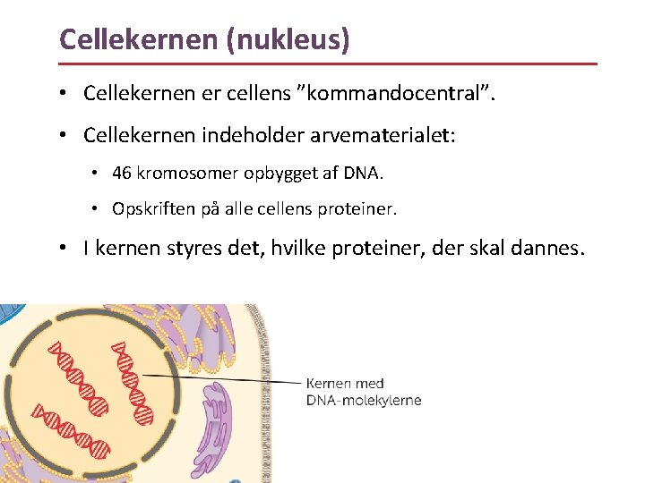 Cellekernen (nukleus) • Cellekernen er cellens ”kommandocentral”. • Cellekernen indeholder arvematerialet: • 46 kromosomer