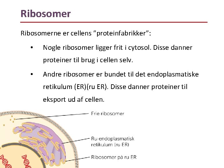 Ribosomerne er cellens ”proteinfabrikker”: • Nogle ribosomer ligger frit i cytosol. Disse danner proteiner