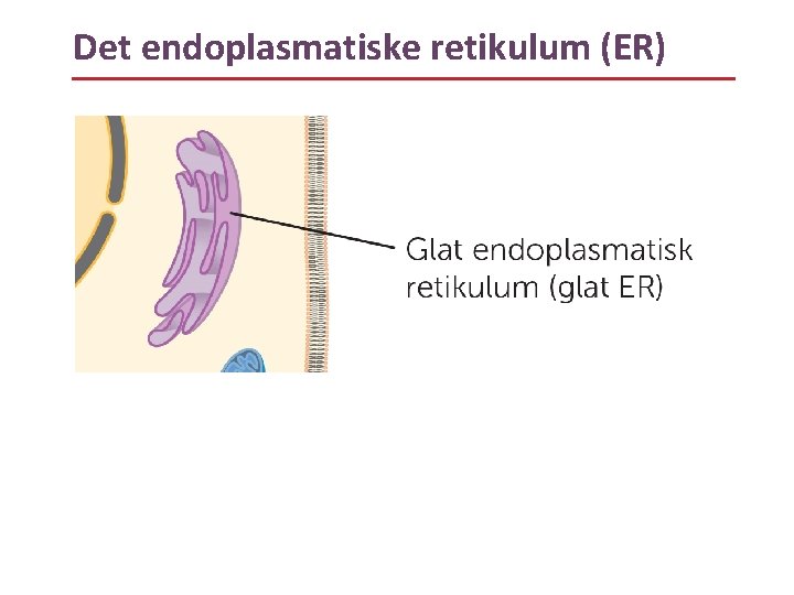 Det endoplasmatiske retikulum (ER) 