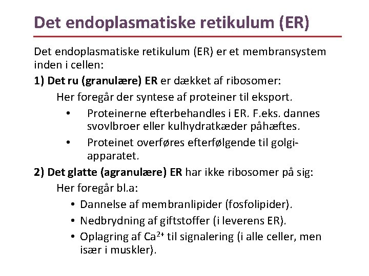 Det endoplasmatiske retikulum (ER) er et membransystem inden i cellen: 1) Det ru (granulære)