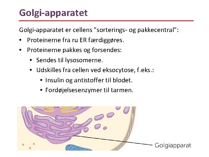 Golgi-apparatet er cellens ”sorterings- og pakkecentral”: • Proteinerne fra ru ER færdiggøres. • Proteinerne