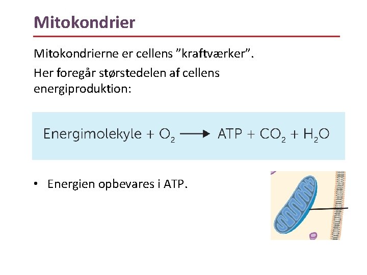 Mitokondrierne er cellens ”kraftværker”. Her foregår størstedelen af cellens energiproduktion: • Energien opbevares i