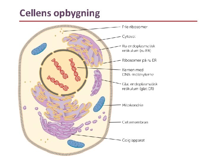 Cellens opbygning 