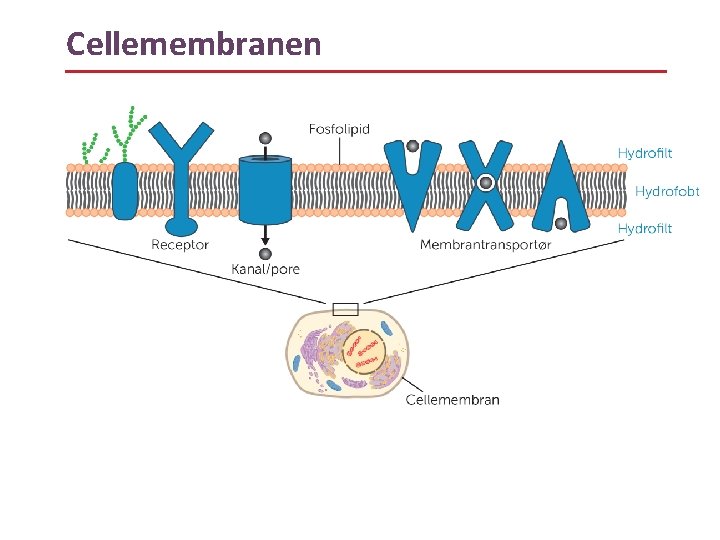 Cellemembranen 