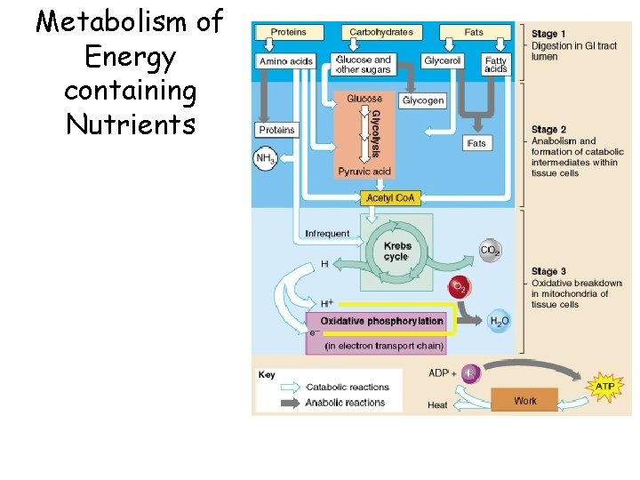 Nutrition Metabolism and Thermoregulation Metabolism of Energy containing