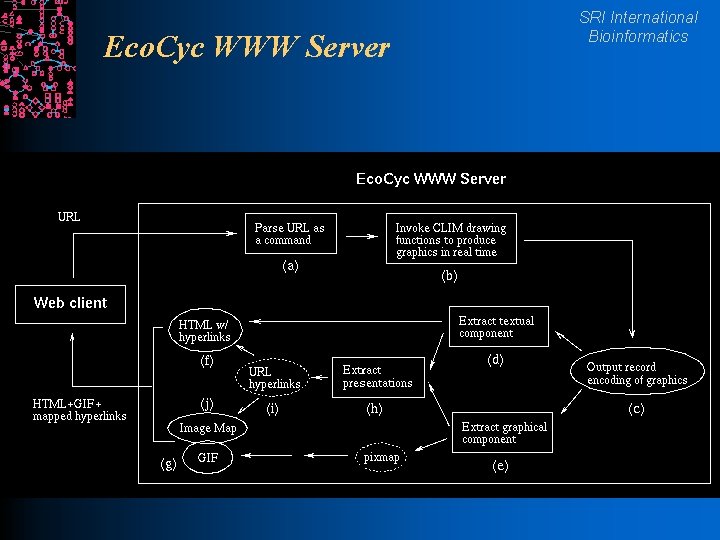 Eco. Cyc WWW Server SRI International Bioinformatics 