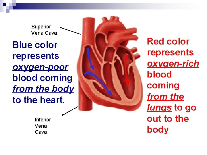 Superior Vena Cava Blue color represents oxygen-poor blood coming from the body to the
