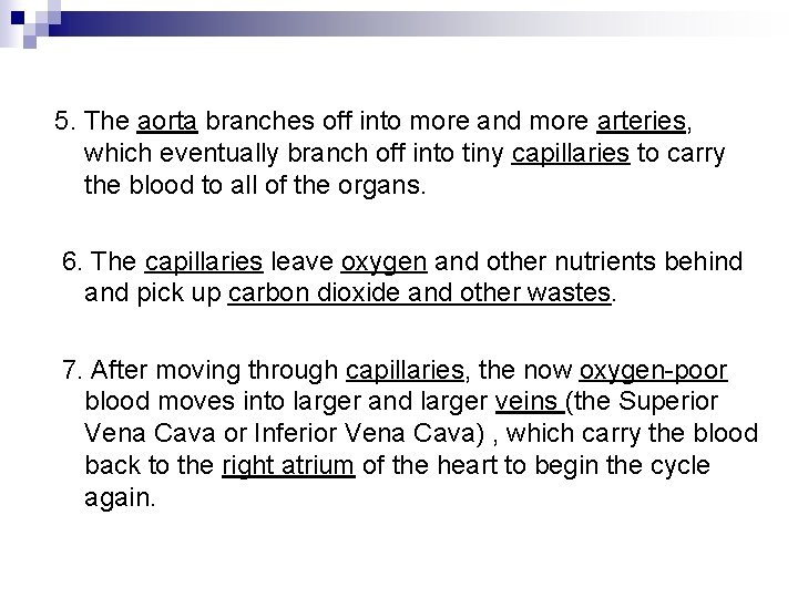 5. The aorta branches off into more and more arteries, which eventually branch off
