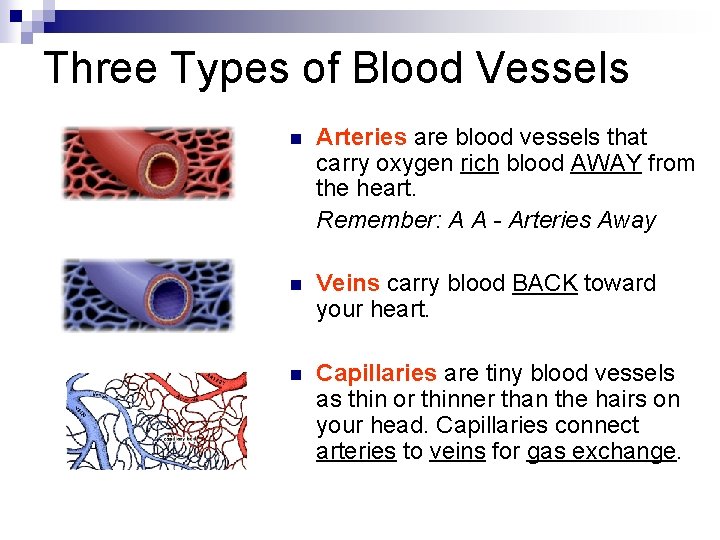 Three Types of Blood Vessels n Arteries are blood vessels that carry oxygen rich