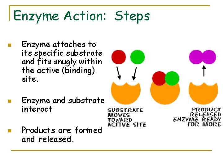 Enzymes Special Proteins SWBAT Determine the functions of