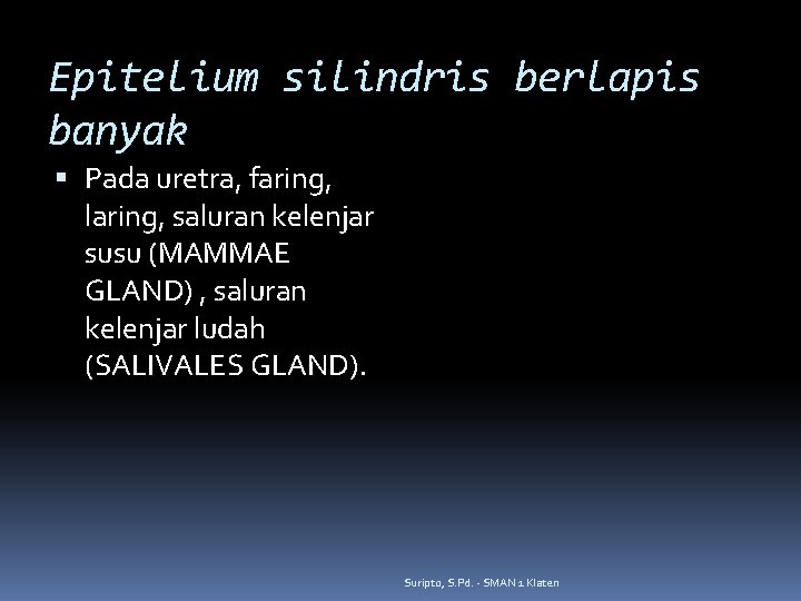 Epitelium silindris berlapis banyak Pada uretra, faring, laring, saluran kelenjar susu (MAMMAE GLAND) ,